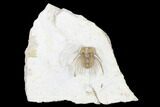 Kettneraspis Trilobite - Black Cat Mountain, Oklahoma #170281-1